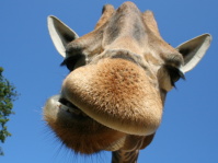 Giraffe im Saarbrücker Zoo