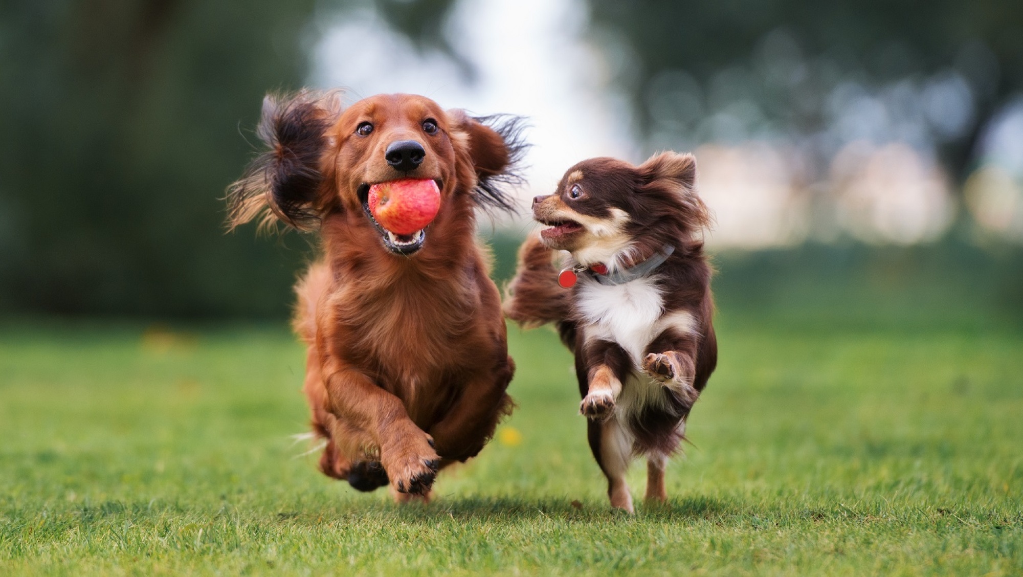 Zwei kleine Hunde laufen über eine Wiese (Foto: otsphoto/shutterstock)
