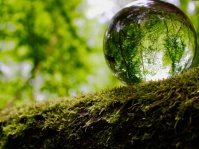 Spiegelung in einer Kugel: Urwald vor den Toren der Stadt