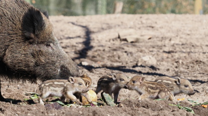 Frischlinge im Wildpark 2022