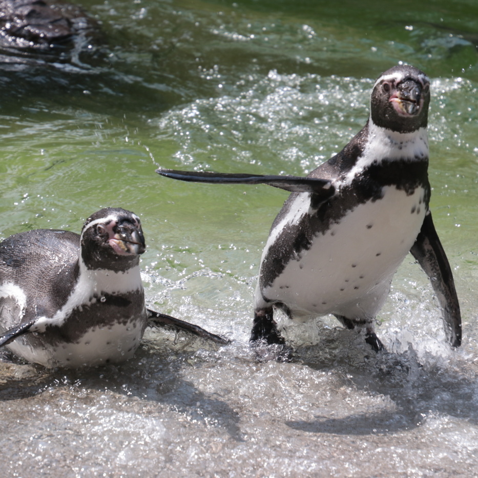 Zwei Pinguine sind im glitzernen Wasser zu sehen.
