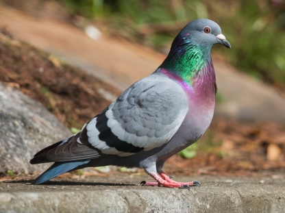 Stadttaube Taube steht auf Steinen